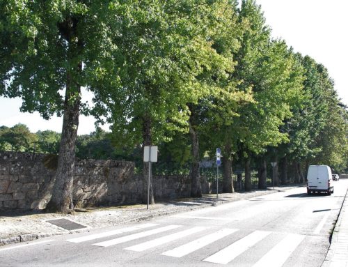 Câmara vai iniciar um projeto para avaliar e preservar 287 de árvores no concelho